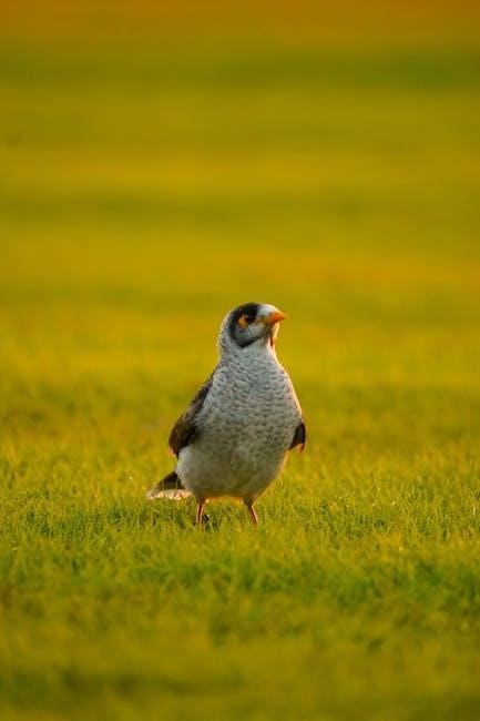 the field guide to the birds of australia